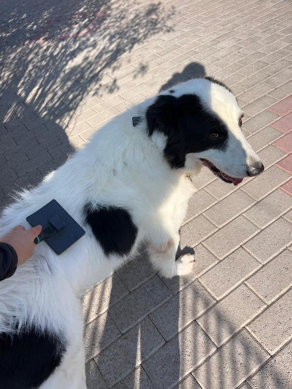 SIMBA MAREMMANO Foto 10